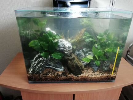 Аквариум. Обслуживание, чистка, оформление