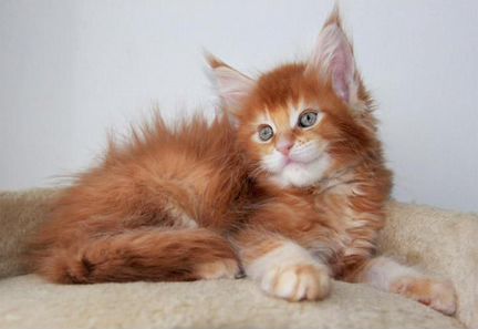 Мейнкун полидакты котята и вязка