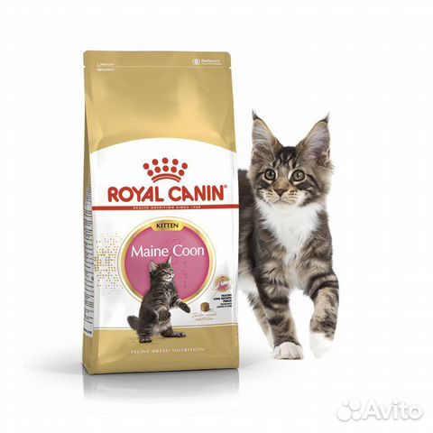 Royal Canin Maine Coon Kitten 14 кг