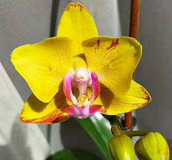 Купить орхидею во владимире заказать цветов с доставкой зеленоград