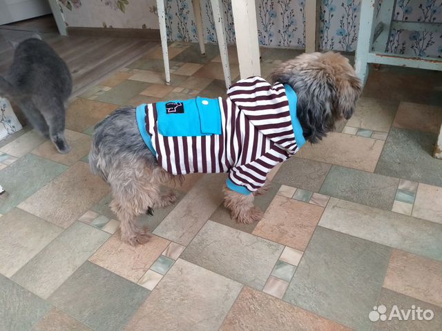 Комбинезон для маленькой собаки (для мальчика)