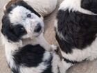 Продаю щенков Русского Спаниеля щенкам два месяца объявление продам