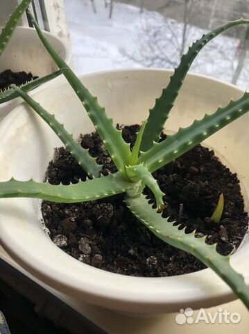 Алоэ столетник