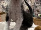 Канадский сфинкс котенок (браш)