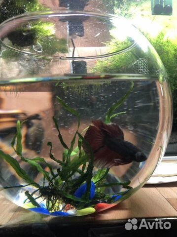 Петушок в аквариуме