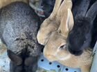 Продажа кроликов объявление продам