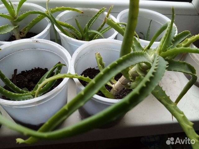 Алоэ лекарственный