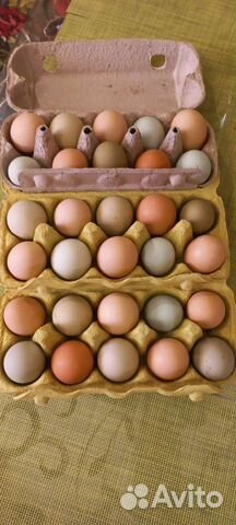Яйца на инкубацию