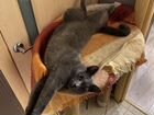 Русская голубая- кот объявление продам