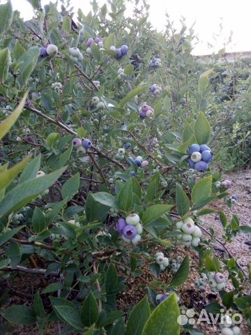 Голубика ягода