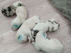 Готовятся к резерву щенки Алабая сао объявление продам