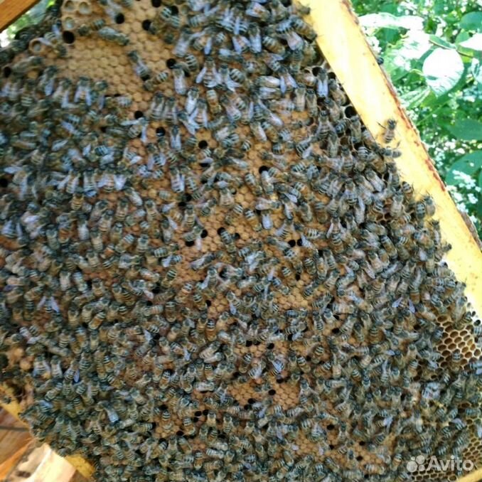 Пчелопакеты карника бакфаст. Авито матки. Авито матки. Пчела карпатка. Авито матки.