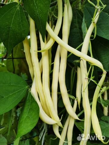 Семена Фасоли спаржевой Французская Золотая.5сем