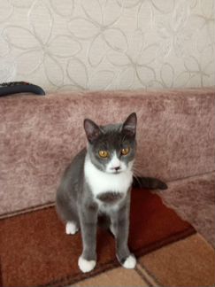 Отдам в добрые руки