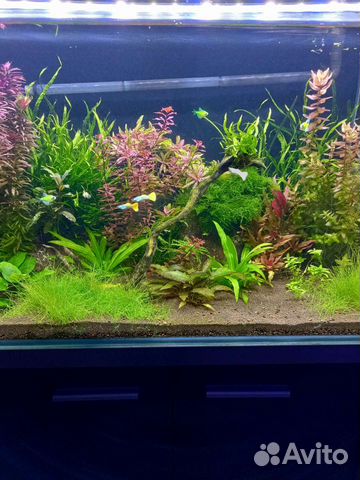 Обслуживание аквариумов