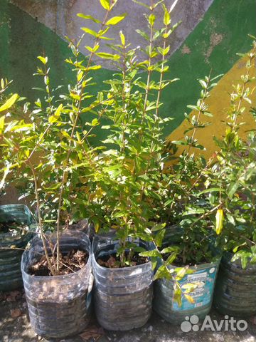 Саженцы граната для посадки