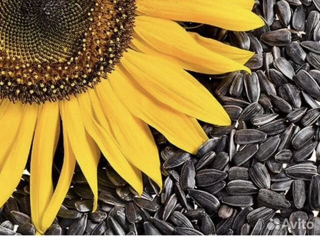 Соя Подсолнечник пшеница ячмень