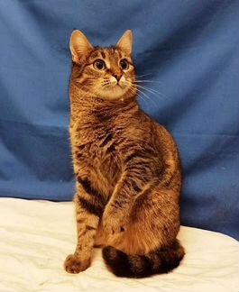 Стерилизованная кошечка Зося в добрые руки