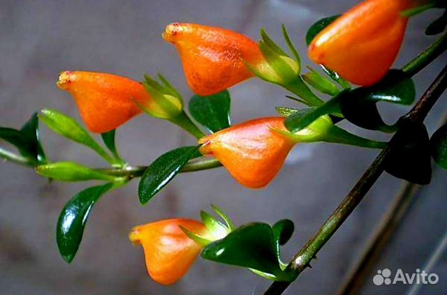 Гипоцирта. Обмен