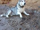 Собака Аляскинский маламут объявление продам