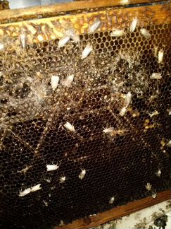 Восковая моль