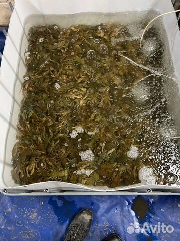 Живые раки / Готовые раки 24/7 / Раки оптом