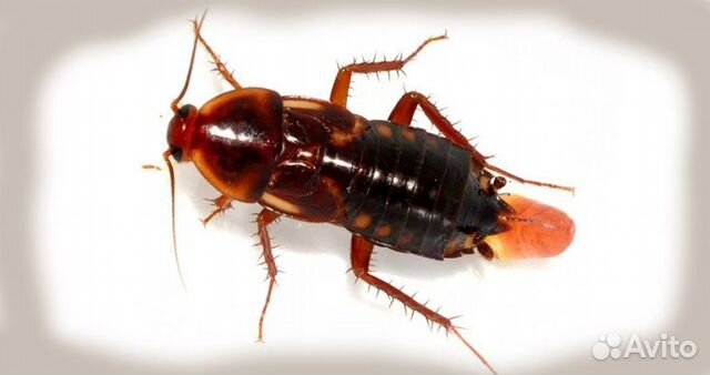 Кормовые тараканы и сверчки