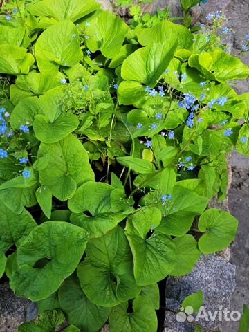 Садовые цветы и кустарники