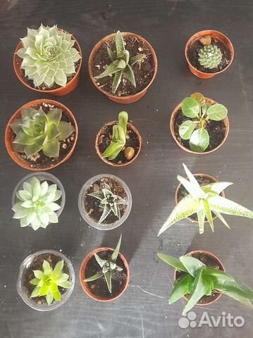 Кактусы и суккуленты