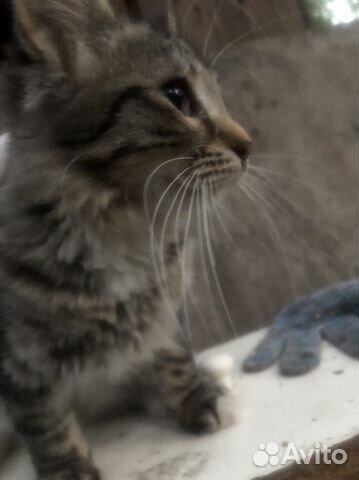 Котенок пушистый тигренок