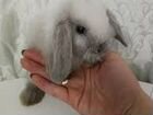 Карликовые крольчата объявление продам