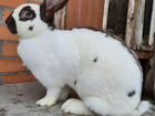 Кролики - немецкий пестрый великан (строкач)
