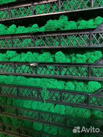 Стабилизированный мох от производителя