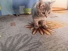 Шотланский котенок в добрые руки объявление продам
