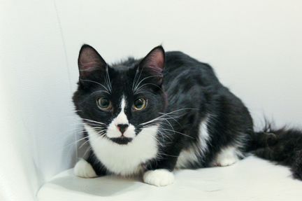 Матвей ищет дом