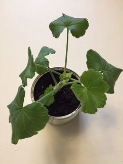 Пеларгония герань