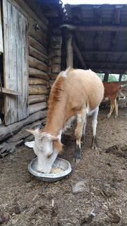 Коровы, телки, телёнок и козы - фотография № 1