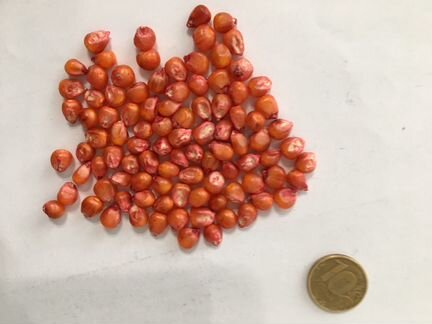 Семена подсолнечника, кукурузы