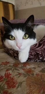 Фанечка 1,5 года котик в добрые руки