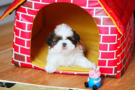 Малышка ши-тцу 2 мес РКФ