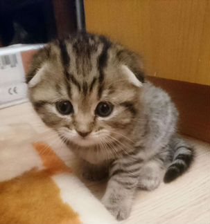 Котёнок Шотландский