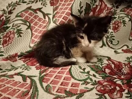Котята