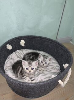 Шотладские котята