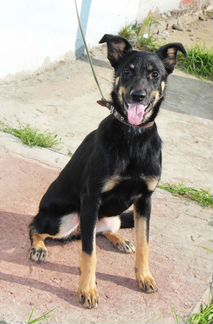 Собачка для души