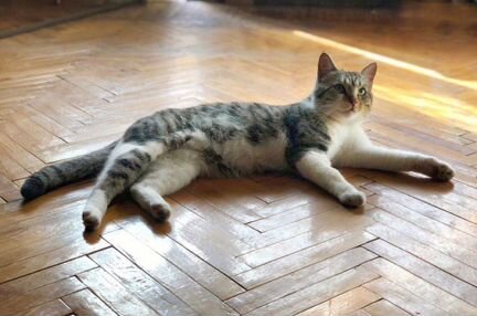 Кот Мурзик ищет заботливого хозяина