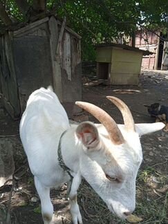 Зааненская коза - фотография № 5