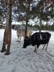 Коровы голштинная и черно-пестрая объявление продам