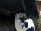 Кролики породы стракач объявление продам