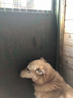 Собака из приюта