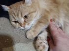 Кошка рыжуля в добрые руки
